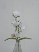 Campanula wit 48cm - 12 stuks  